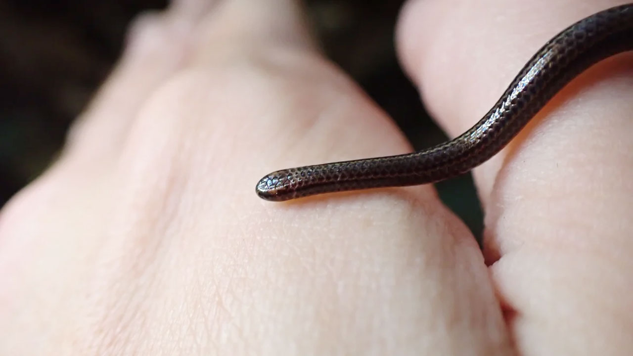 ‘বিলুপ্ত হওয়ার’ ২০ বছর পর দেখা মিলল বিশ্বের ক্ষুদ্রতম সাপের