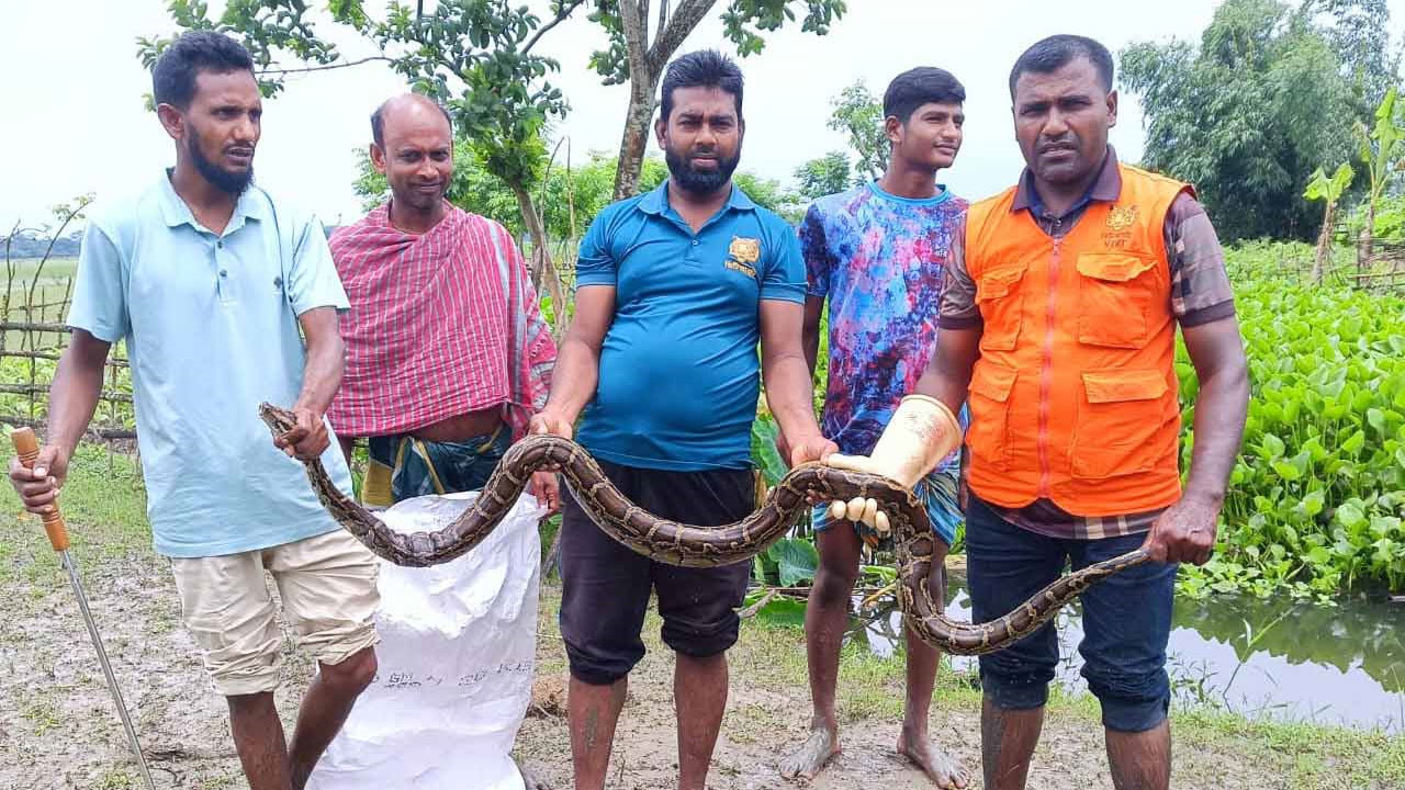 সুন্দরবন সংলগ্ন লোকালয় থেকে অজগর উদ্ধার