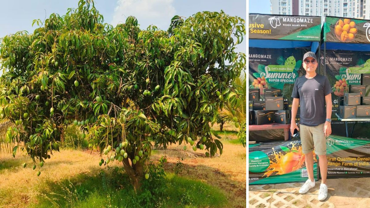 ড্রোন ও কৃত্রিম বুদ্ধিমত্তায় গড়ে উঠেছে ২৫০০০ গাছ নিয়ে আধুনিক আমবাগান