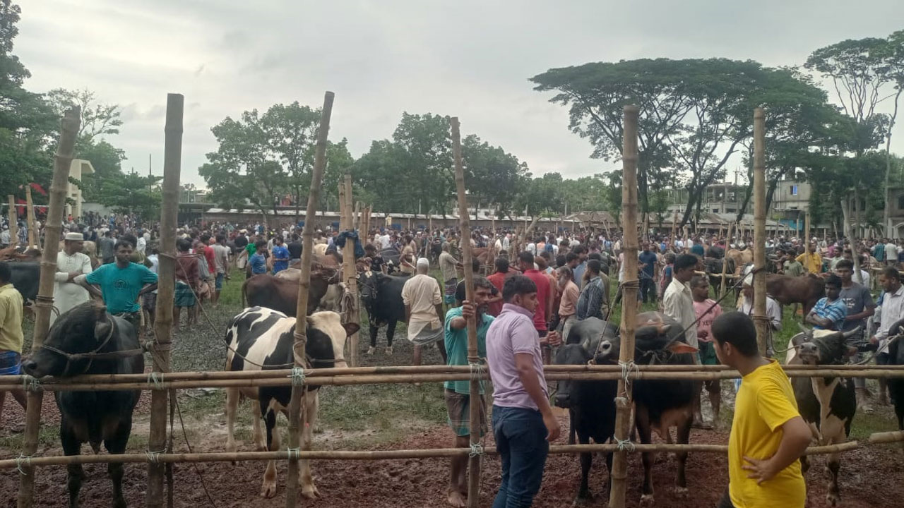 বরিশালে জমজমাট পশুর হাট, দাম বেশি