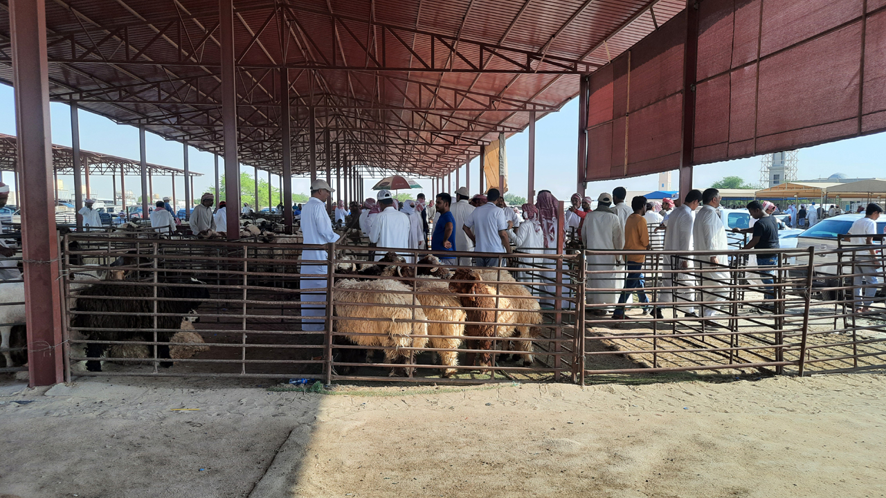 কুয়েতে শেষ মুহূর্তে জমে উঠেছে পশুরহাট
