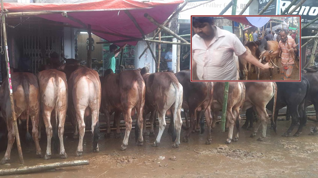 ছোট গরুর কদর বেশি, দেড় লাখে মিলছে ৫-৬ মণের গরু