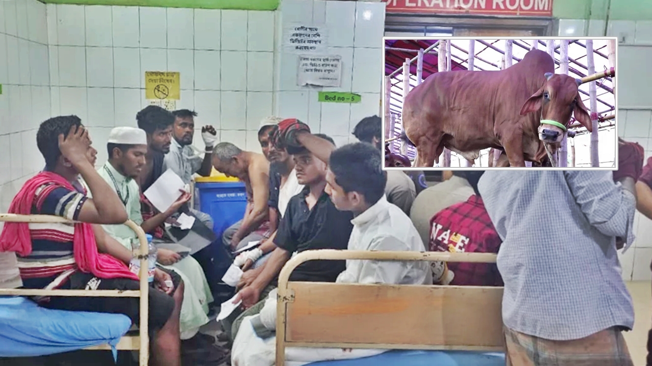 কোরবানি দিতে গিয়ে আহত ১৫০, ঢামেকে ভর্তি ৪