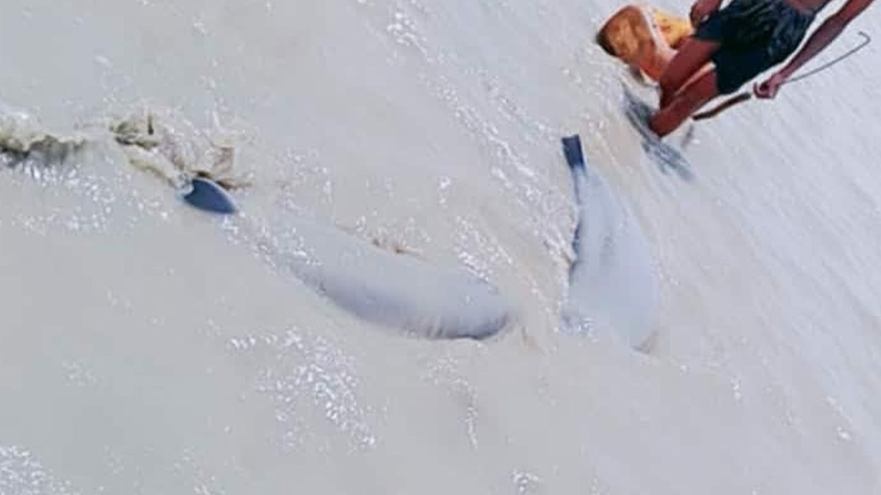 নিঝুমদ্বীপে জোয়ারের পানিতে ভেসে এলো ২টি ডলফিন