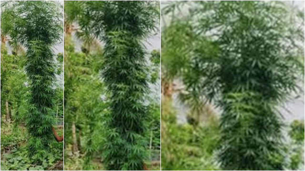 পটল ক্ষেতে ১০ ফুট লম্বা গাঁজার গাছ! গ্রেপ্তার ১