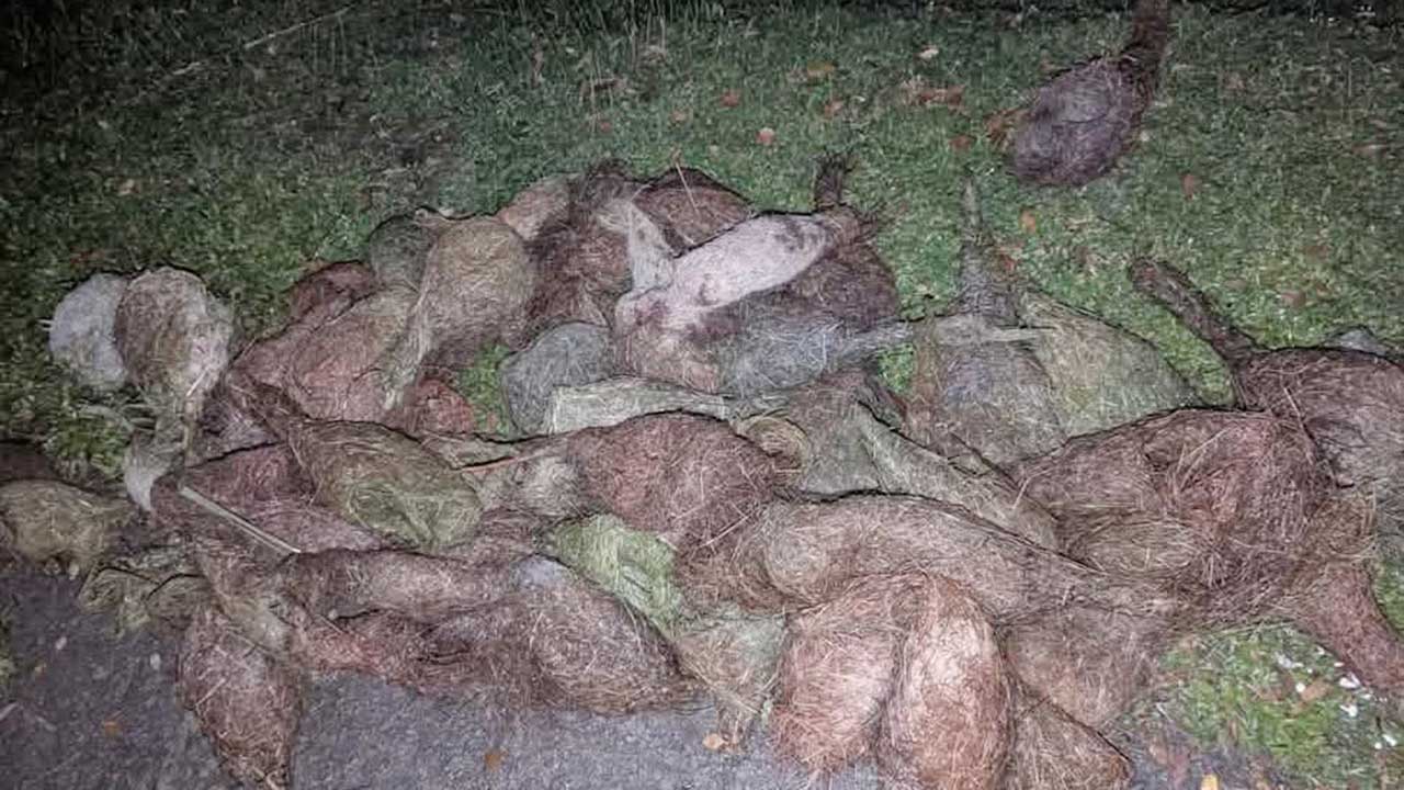 তালগাছ কেটে শতাধিক বাবুই পাখির ছানা হত্যা, হতে পারে মামলা