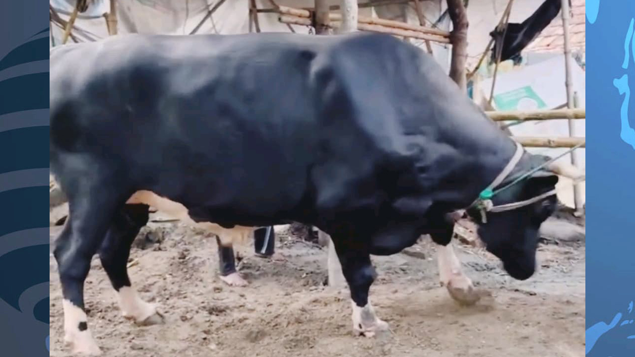 পারিবারিক খামারে বেড়ে উঠেছে ৪০ মণের ‘ঠান্ডা ভোলা’