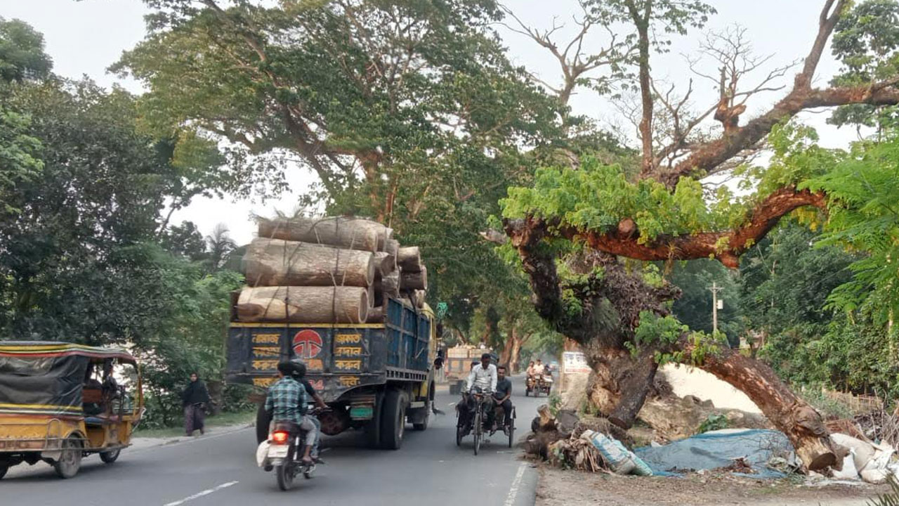 নির্দেশনার পরও শতবর্ষী ঝুঁকিপূর্ণ গাছ অপসারণে ব্যর্থ ঝিকরগাছা প্রশাসন