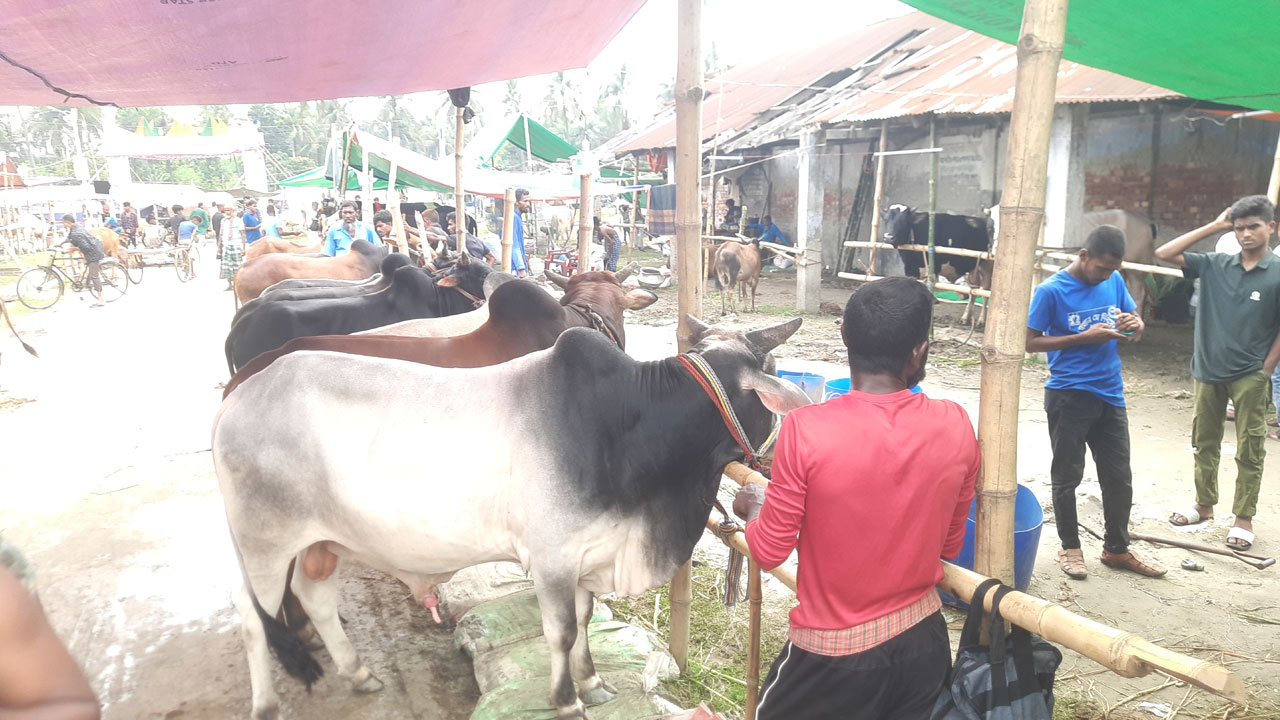 খুলনায় চাহিদার শীর্ষে ছোট গরু, দামও বেশি