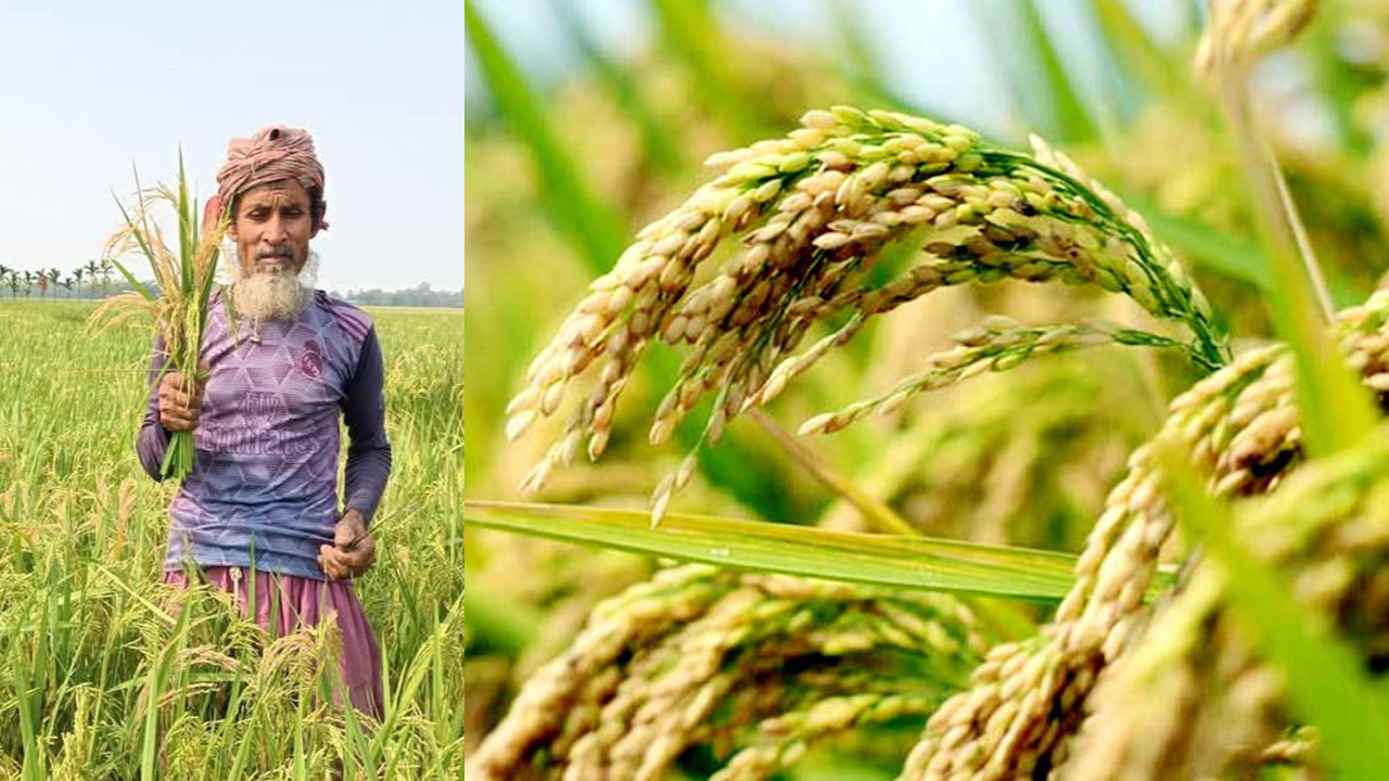 ধান চাষিদের জন্য ২৪ ঘণ্টা হেল্পলাইন চালু