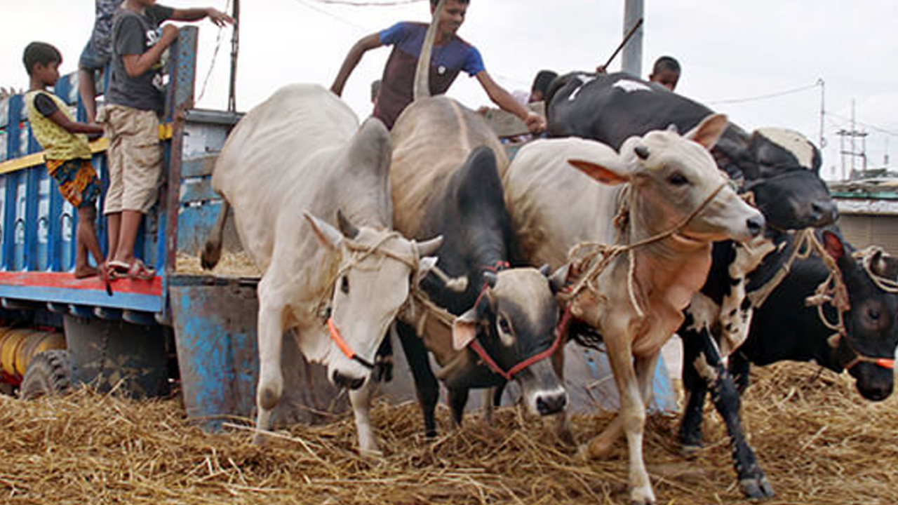 করোনার পর এবারই সবচেয়ে কম পশু কোরবানি, কারণ কী?