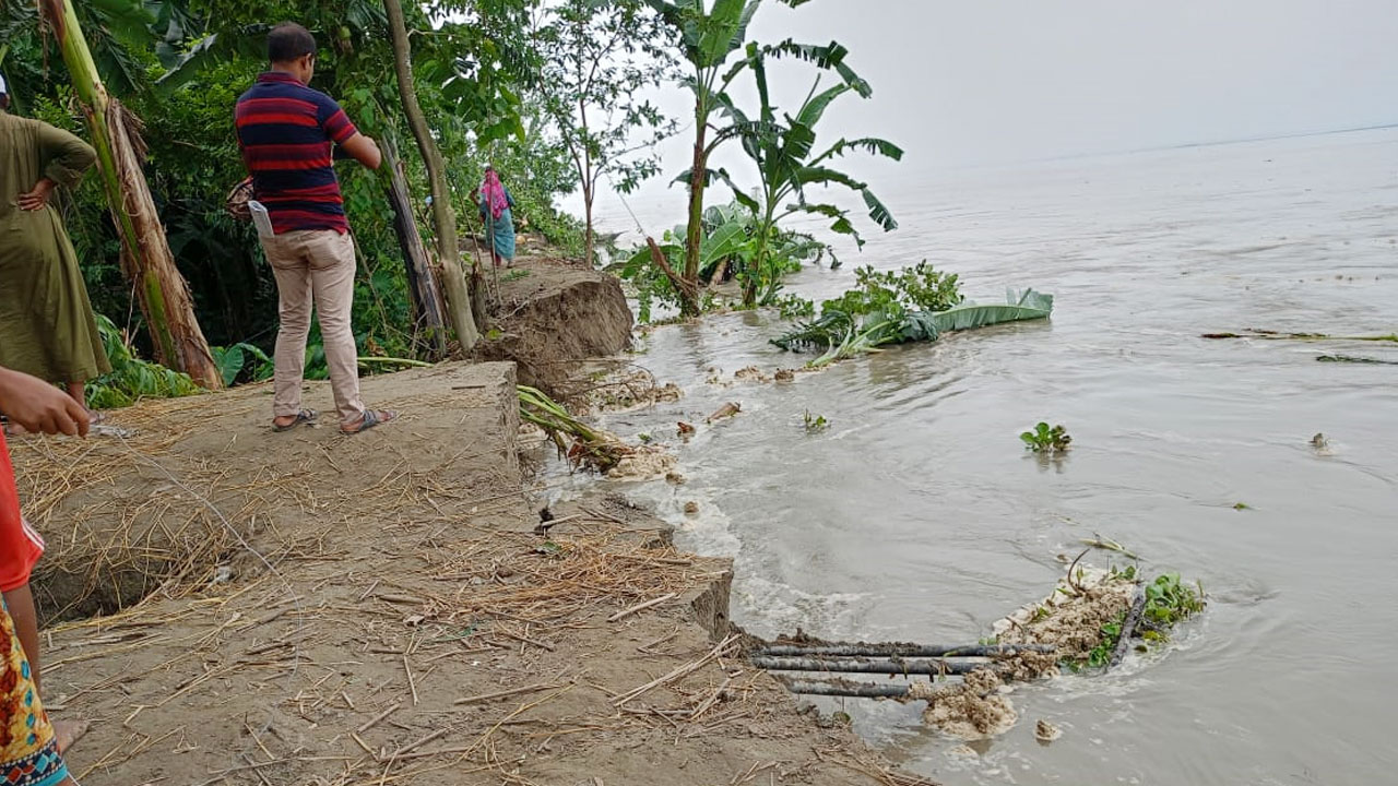 চিলমারীতে ব্রহ্মপুত্র নদের ভাঙনে ৫০ ঘরবাড়ি বিলীন, হুমকির মুখে ফসলি জমি