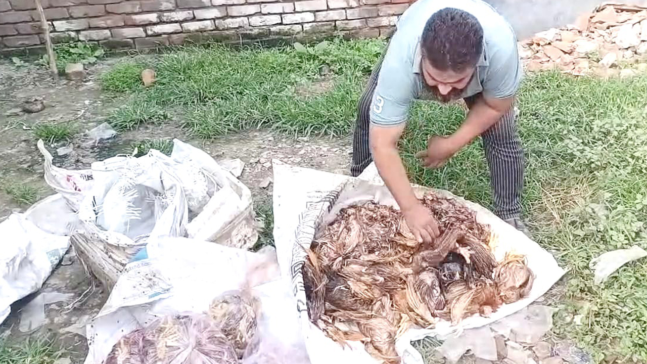 বিক্রির জন্য প্রস্তুত করার সময় ২০০ মরা মুরগি জব্দ