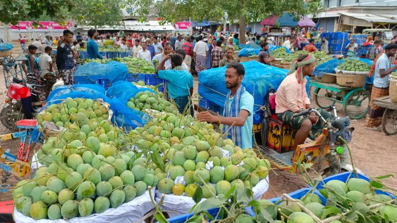 চাঁপাইনবাবগঞ্জে ৫৪ কেজিতে মণ, এবারও জিম্মি আমচাষিরা