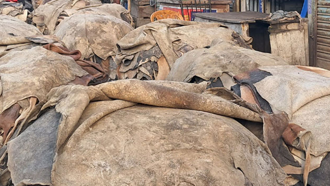 মৌলভীবাজারে সরকার নির্ধারিত দামে বিক্রি হয়নি চামড়া