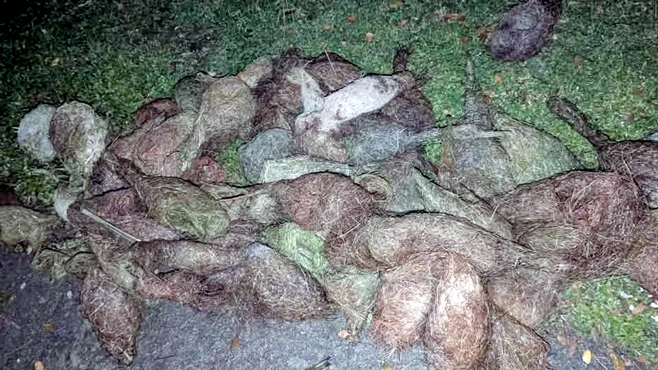 ঝালকাঠিতে বাবুই পাখি হত্যার ঘটনায় ২ মামলা