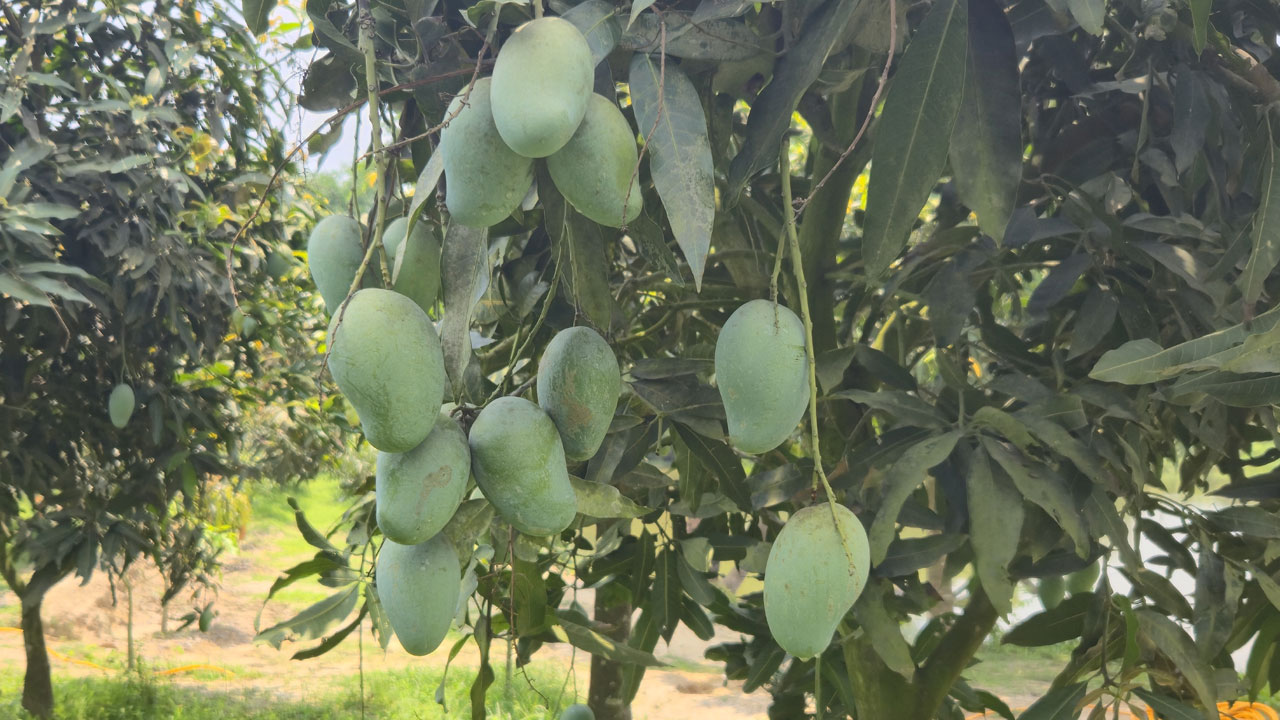 শেষ মুহূর্তেও ব্যস্ত সময় পার করছেন নওগাঁর আমচাষিরা