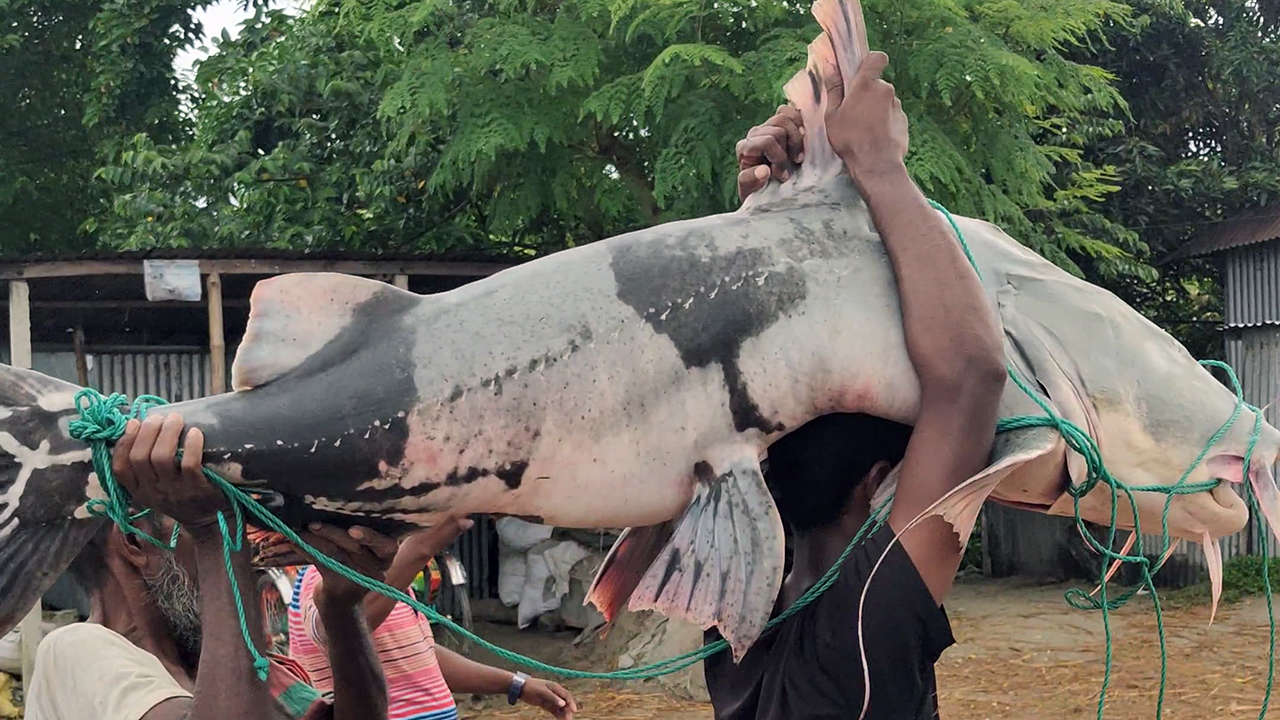 পদ্মায় ধরা পড়ল ৫০ কেজির বাঘাড়, ৭৭ হাজারে বিক্রি