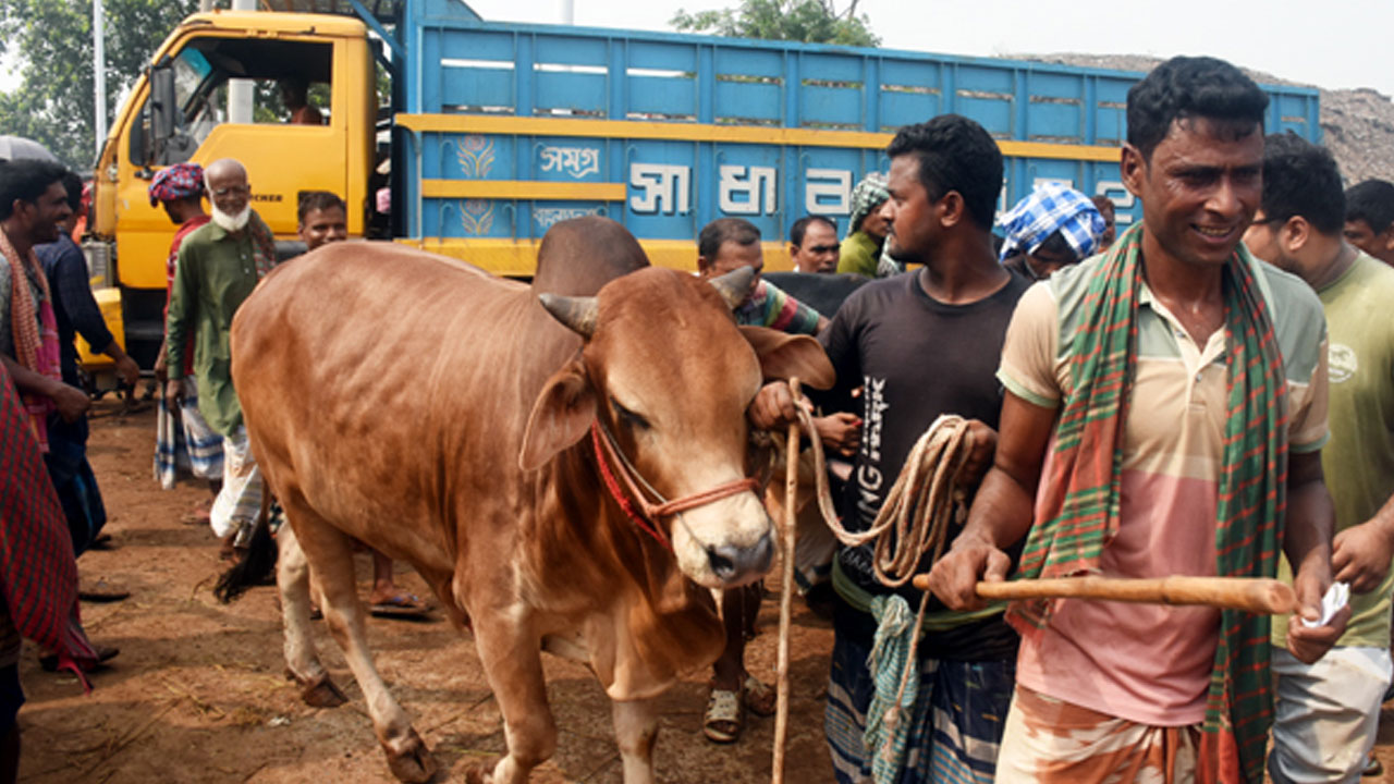 বাংলাদেশে যেভাবে গরু কোরবানি মুসলিম সংস্কৃতির অংশ হলো