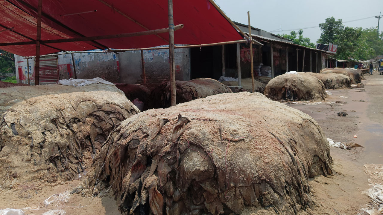 খোলা আকাশের নিচে চামড়া লবণজাত, ছড়াচ্ছে দুর্গন্ধ