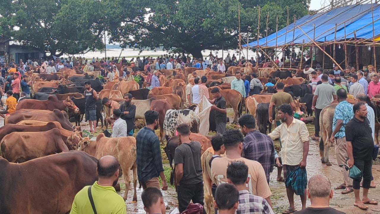 রাঙামাটিতে চাহিদার শীর্ষে পাহাড়ি দেশি গরু