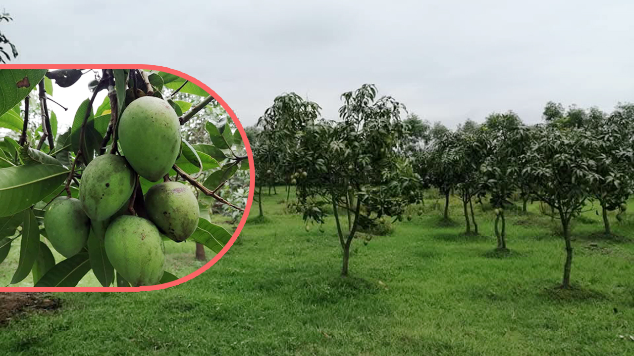 বাজারে উঠেছে হাঁড়িভাঙা আম, কেনাবেচা ২০০ কোটি ছাড়াবে