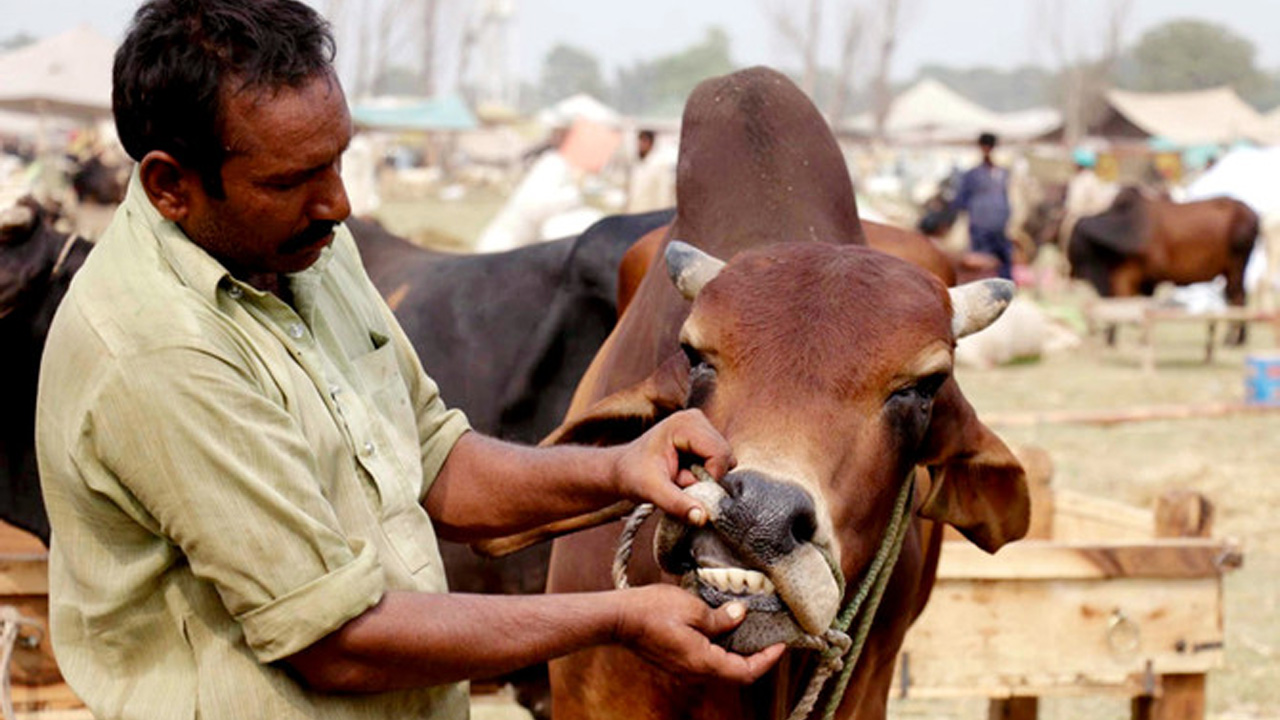 কোরবানির পশু কেনার পর যে দোয়া পড়বেন