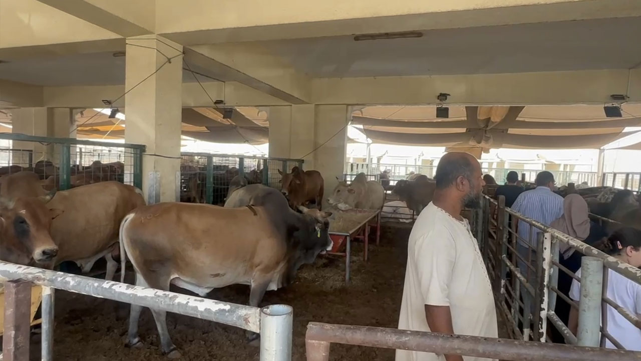 আমিরাতে জমে উঠেছে কোরবানির পশুর হাট