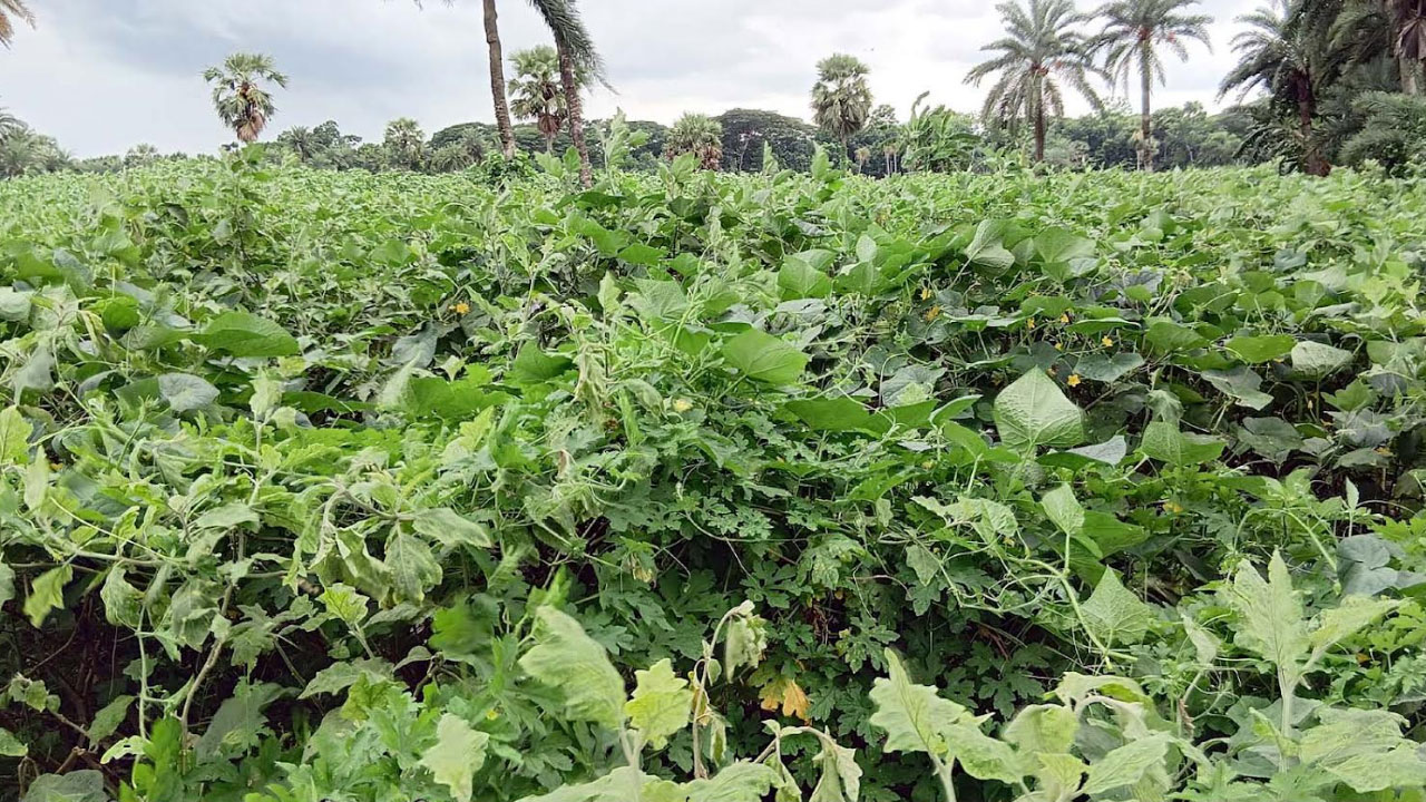 একই ক্ষেতে তিন সবজি, কৃষকের মুখে তৃপ্তির হাসি