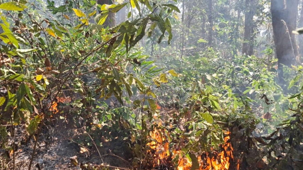 আগুনে জ্বলছে শেরপুরের গারো পাহাড় : হুমকির মুখে জীববৈচিত্র্য
