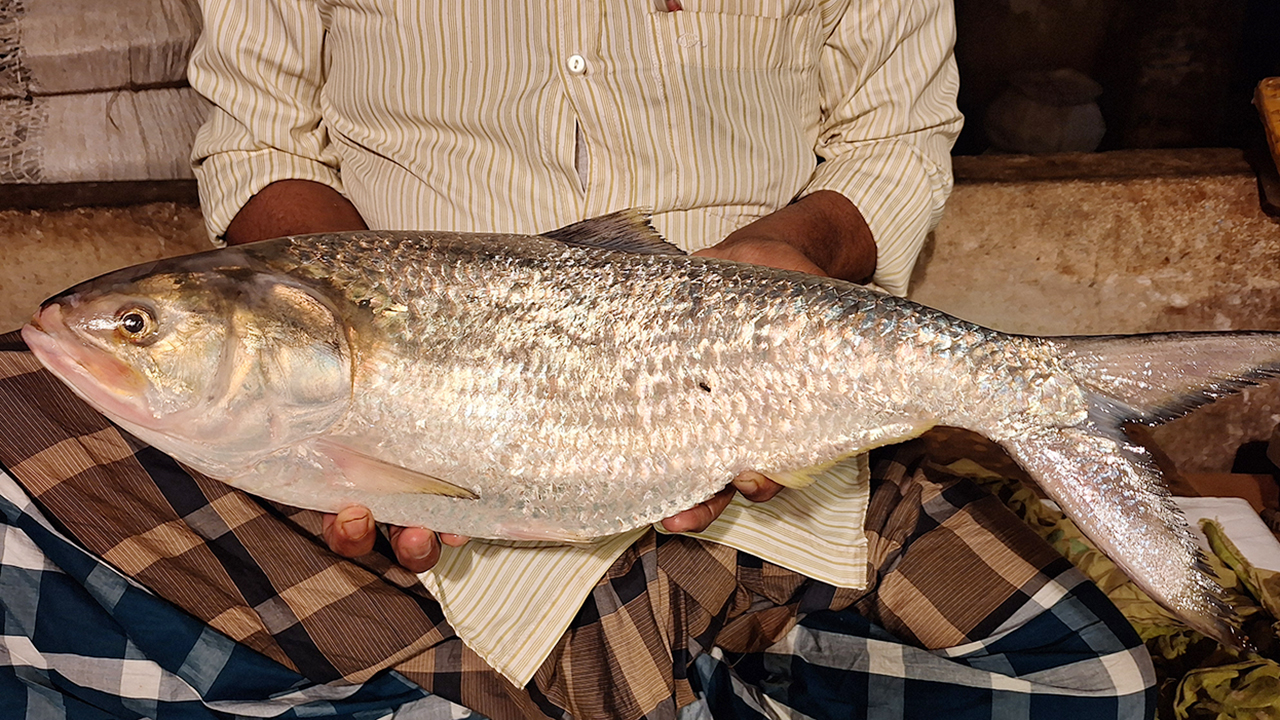 এক ইলিশের দাম ১৪ হাজার টাকা