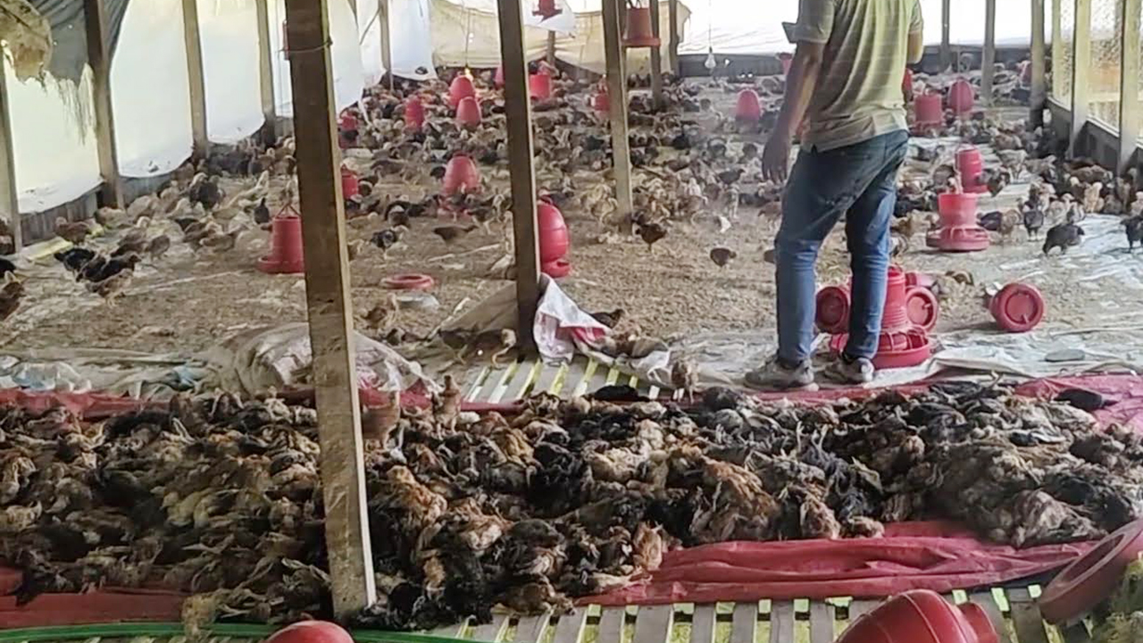 বাউফলে পোলট্রি খামারে বিষ প্রয়োগে ৪ হাজার মুরগি হত্যার অভিযোগ