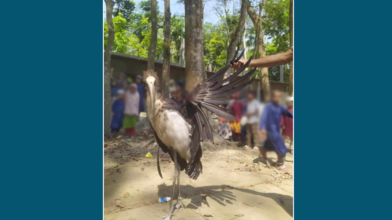 ইউপি সদস্যের নেতৃত্বে আহত মদনটাক জবাই করে মাংস ভাগাভাগি!