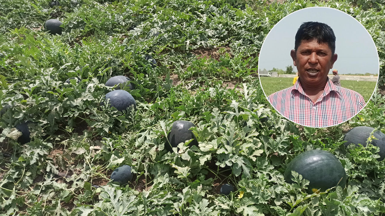 রমজানে তরমুজ চাষে বাম্পার ফলন, ওমানে বাংলাদেশি কৃষকের সাফল্য