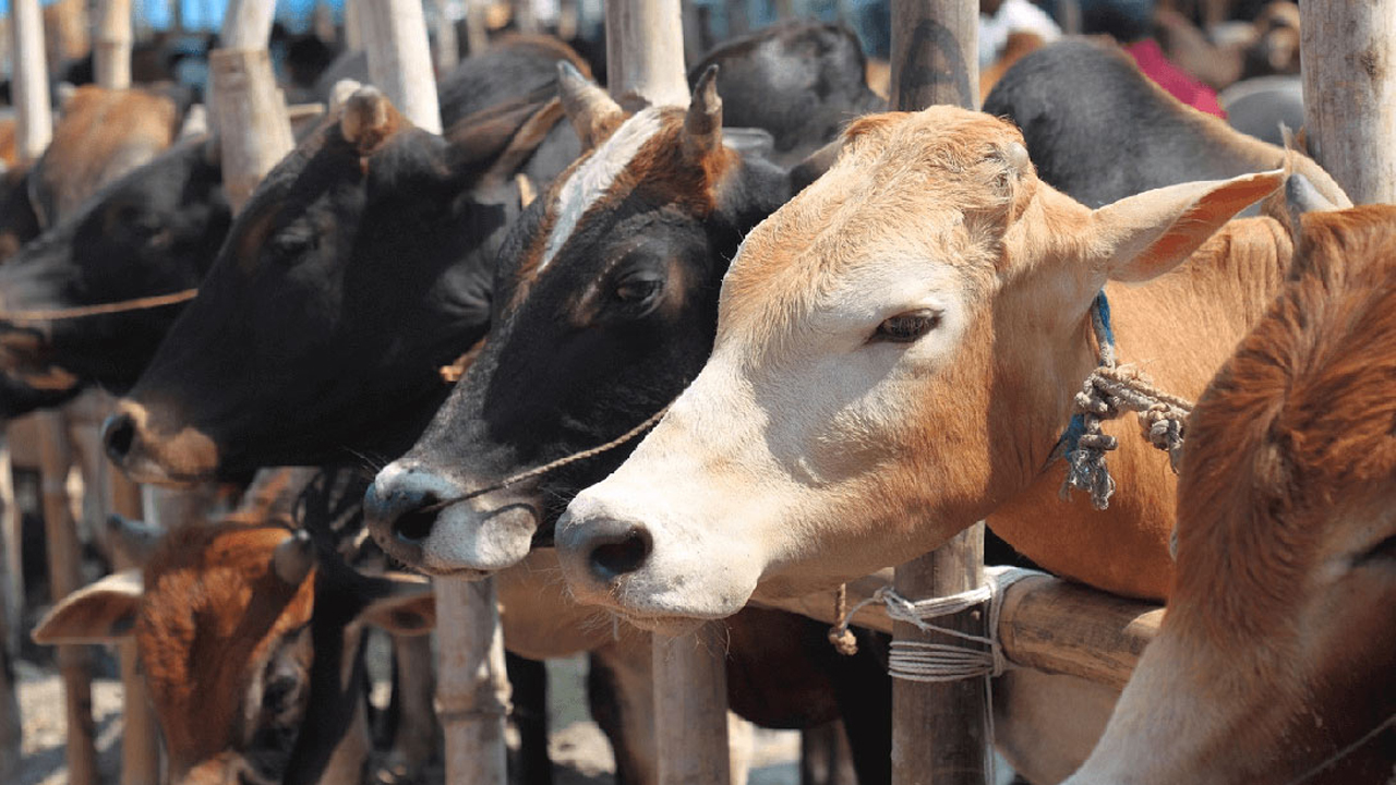 মহাসড়ক ঘিরে পশুর হাট, ঈদে ১৫৯ স্পটে যানজটের আশঙ্কা