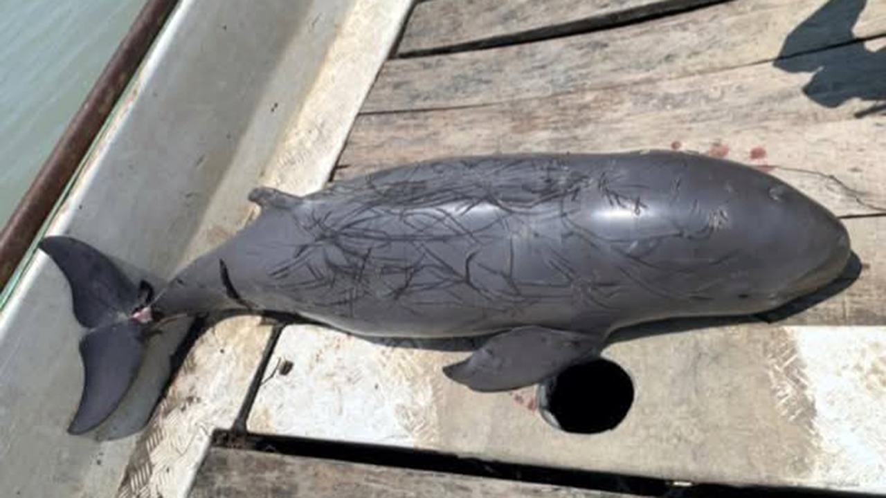 পায়রা নদীর মোহনায় ভেসে এলো মৃত ডলফিন