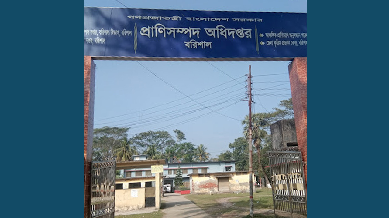 দক্ষিণাঞ্চলে কোরবানির পশুর চাহিদা মেটাবেন স্থানীয় খামারিরা