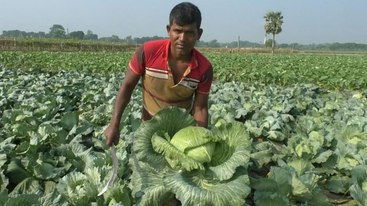 মেহেরপুরে গ্রীষ্মকালীন বাঁধাকপি চাষে সফলতা