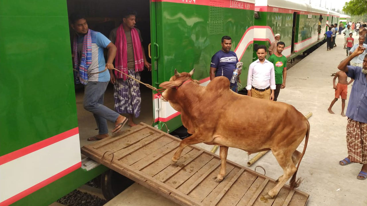 কোরবানির পশু পরিবহনে ৩টি ট্রেন চালাবে রেলওয়ে