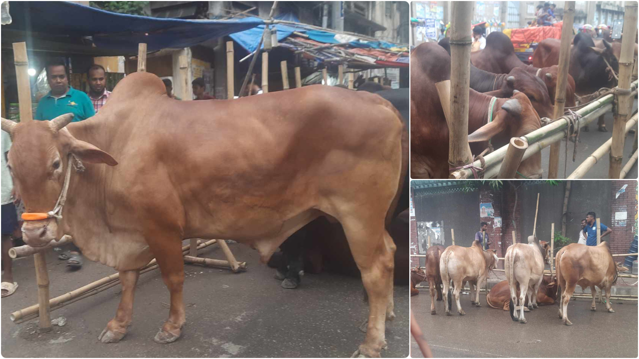 প্রস্তুত কোরবানির পশুর হাট, ক্রেতা-বিক্রেতার অপেক্ষা