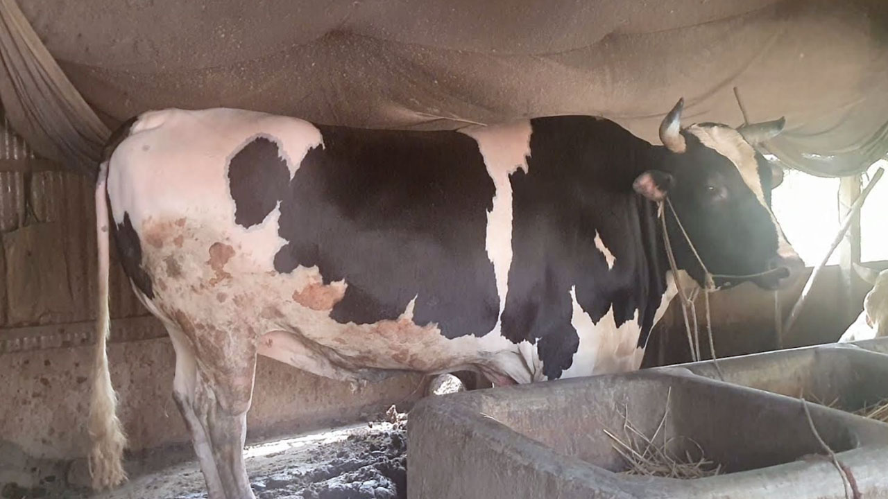 এবারও হাট কাঁপাতে প্রস্তুত ‘মানিক’, কলা খেলেই হয় শান্ত