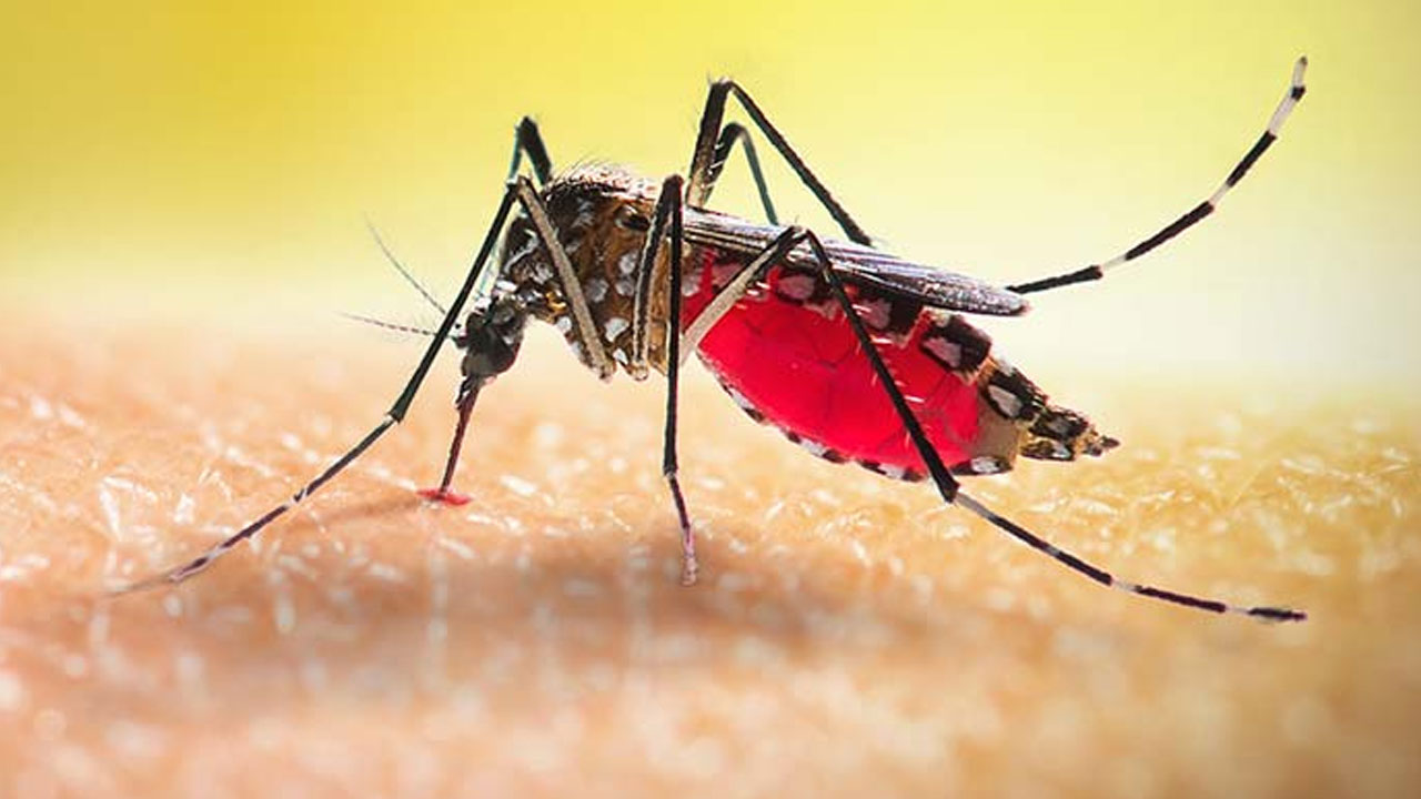 ডেঙ্গুতে একজনের মৃত্যু, হাসপাতালে ভর্তি ৭৯