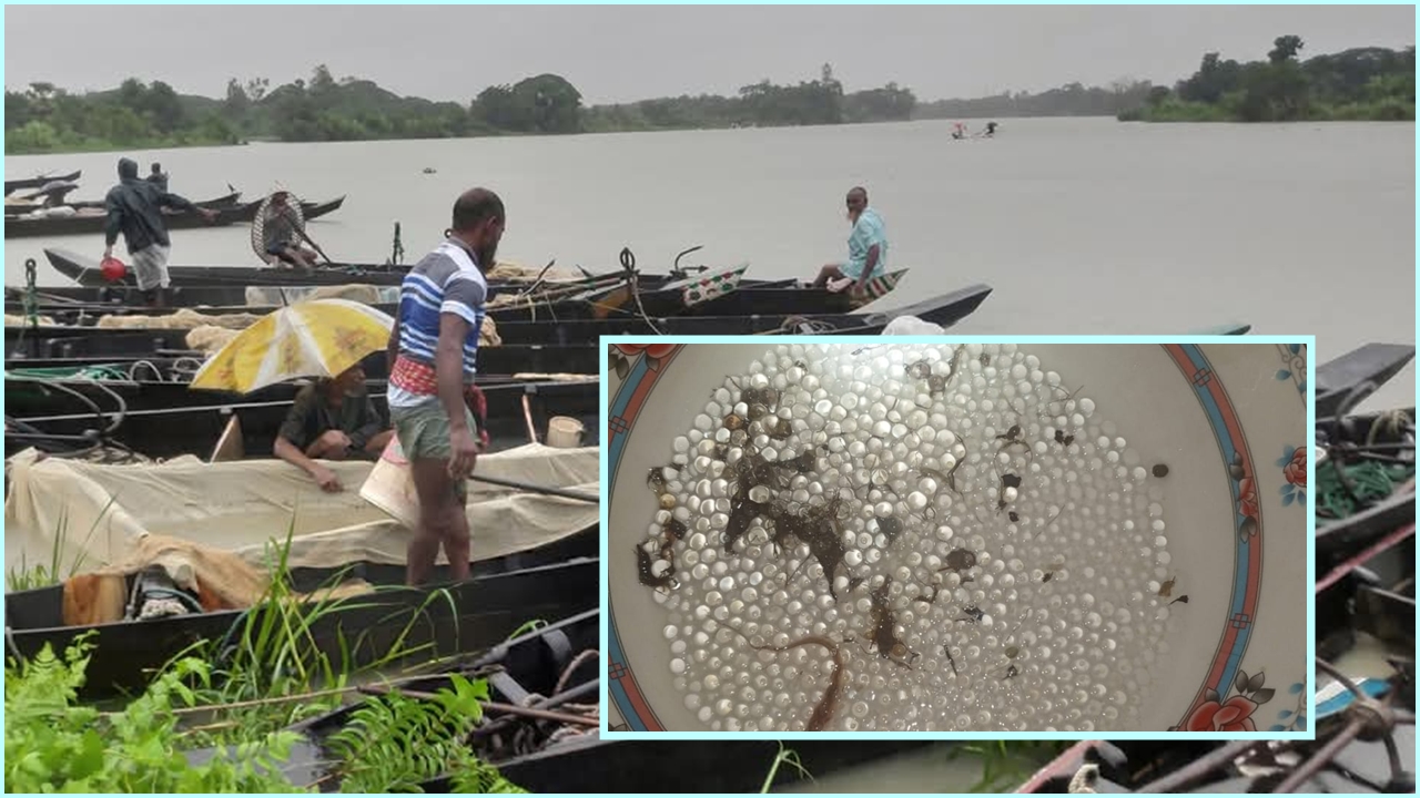 ভারী বৃষ্টি আর পাহাড়ি ঢলে হালদায় ডিম ছেড়েছে মা মাছ