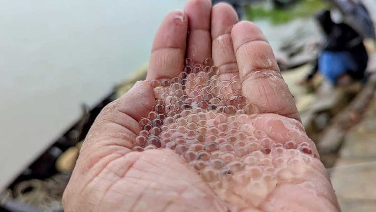 হালদার তীরে উৎসব, মা মাছ দিলো ১৪ হাজার কেজি ডিম