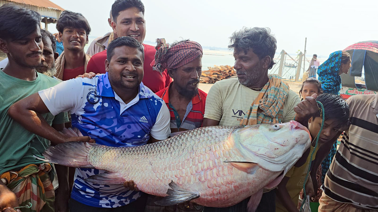 পদ্মার এক কাতল বিক্রি হলো অর্ধলাখ টাকায়