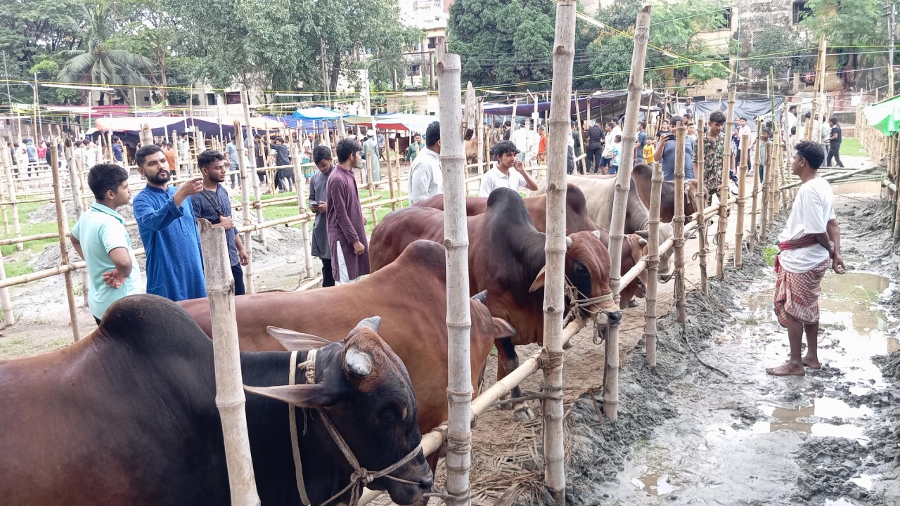শাহজাহানপুর হাটে আসতে শুরু করেছে কোরবানির পশু