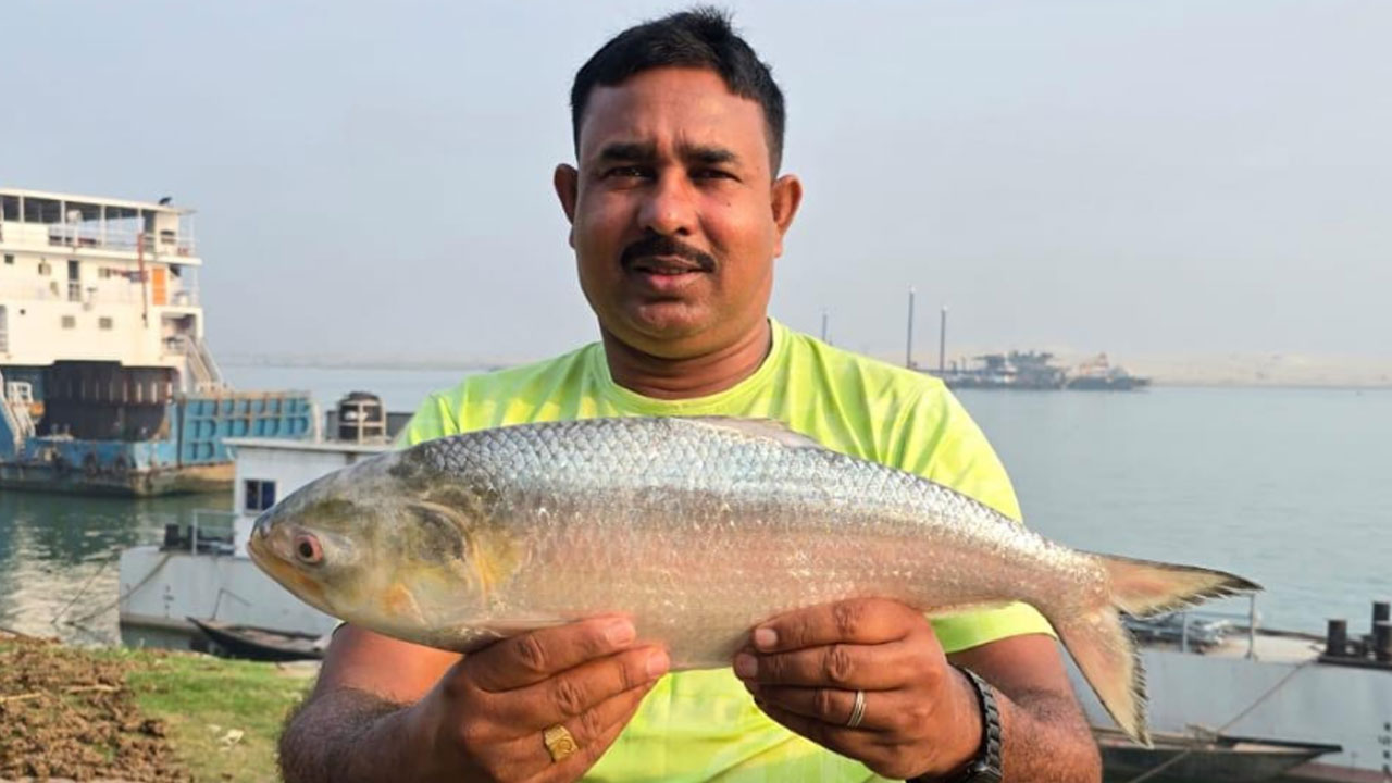 পদ্মার এক ইলিশ সাড়ে ৮ হাজার টাকায় বিক্রি 