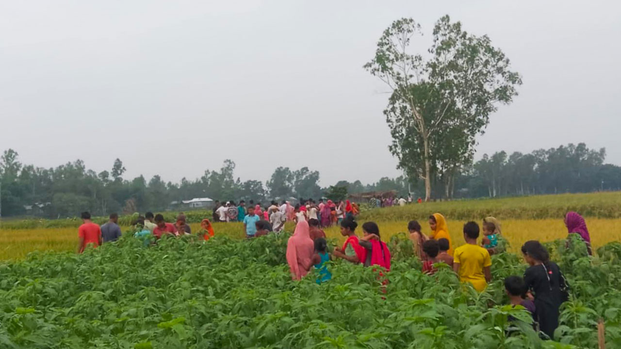 পাটক্ষেতে মিলল নারীর মরদেহ, পুড়িয়ে দেওয়া হয়েছে মুখ