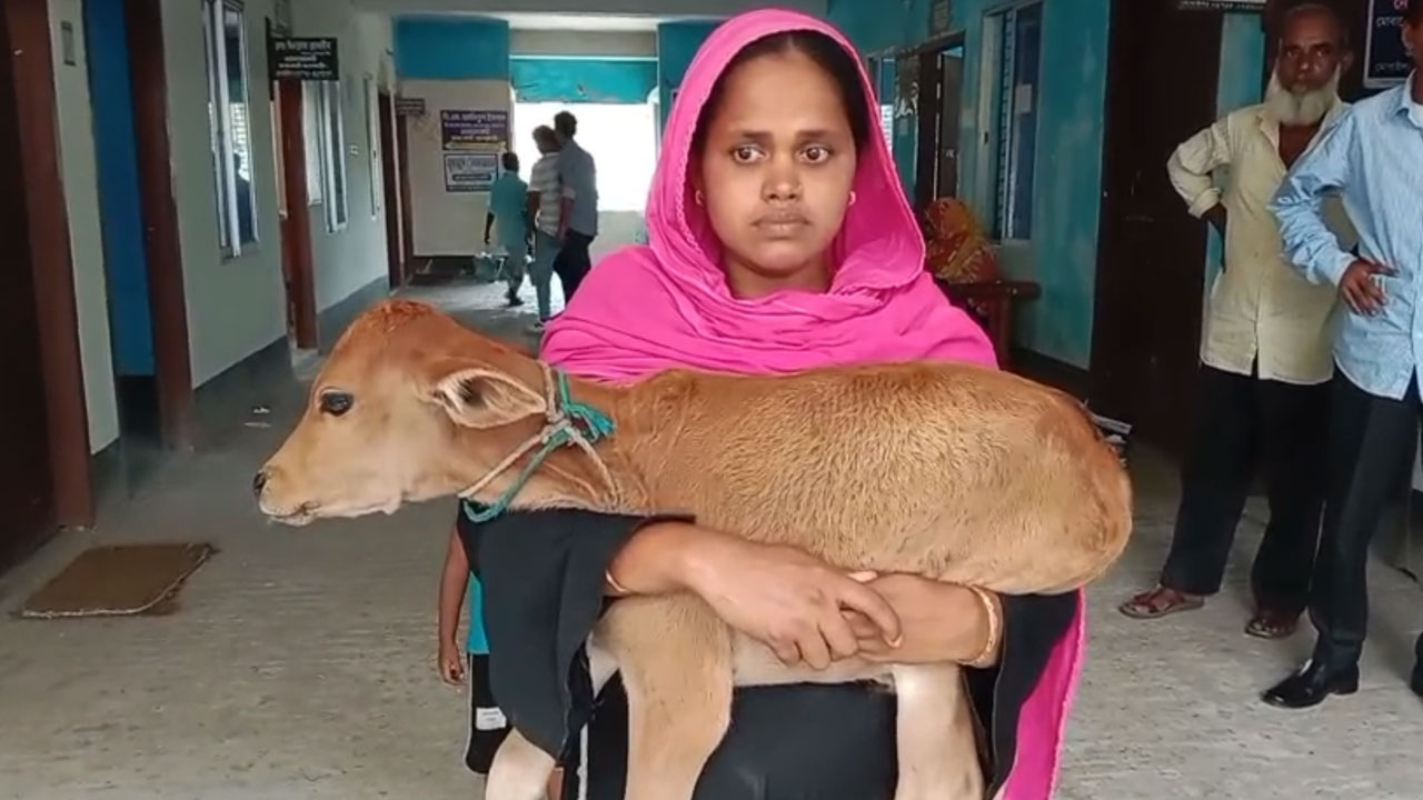 গাভি নিয়ে গেছেন বিএনপি নেতা, বাছুর নিয়ে আদালতে নারগিস