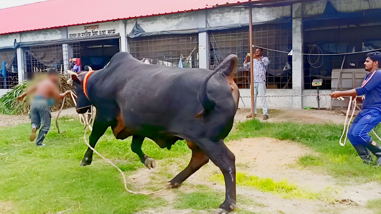 ‘আমার এই কালো পাহাড় বাজারে রাজ করবে’